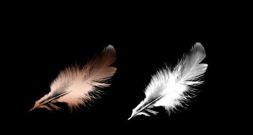 飘落的羽毛,探寻自然之美与生命轨迹